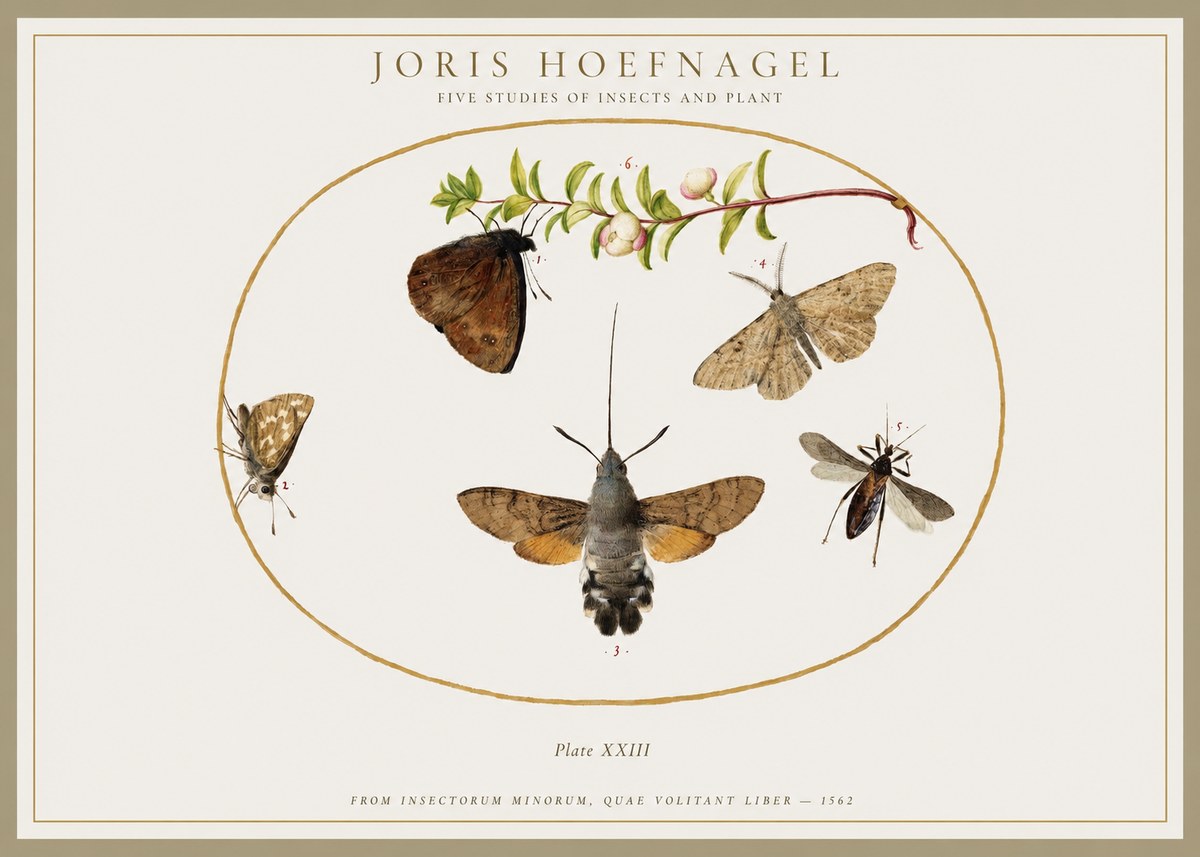 Joris Hoefnagel Five Studies of Insects and Plant No1 - Juliste
