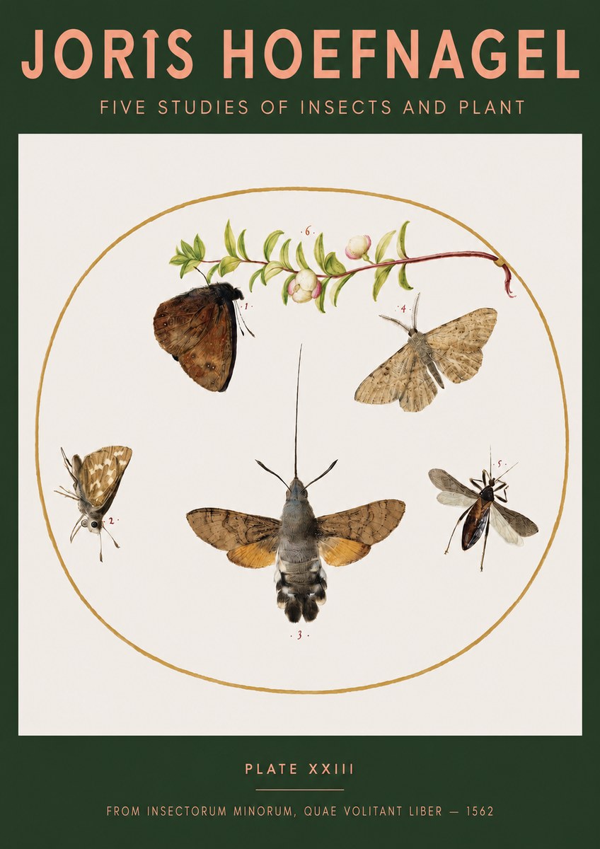 Joris Hoefnagel Five Studies of Insects and Plant No3 - Juliste