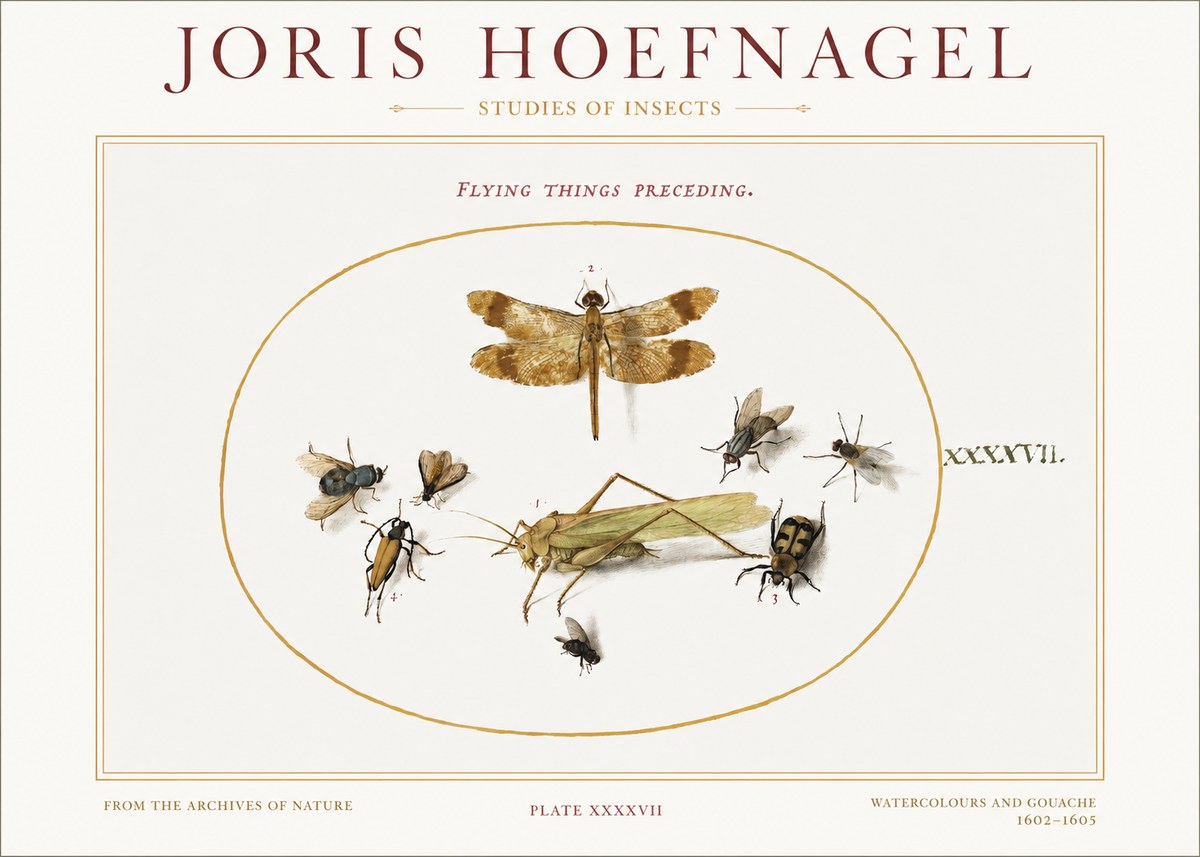 Joris Hoefnagel Flying Things Preceding. No1 - Juliste