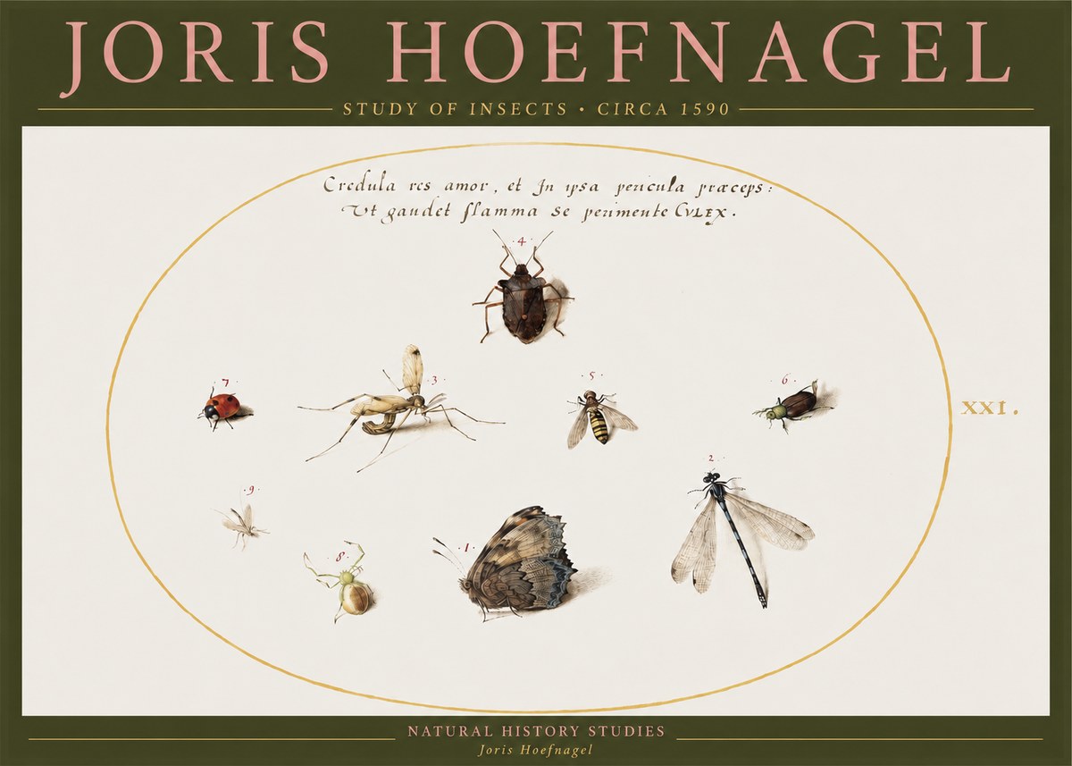 Joris Hoefnagel Study of Insects • Circa 1590 No2 - Juliste