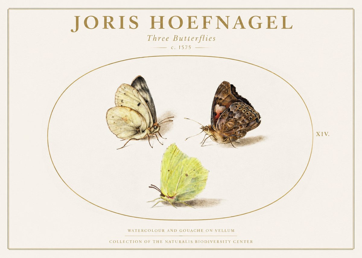 Joris Hoefnagel Three Butterflies II No1 - Juliste
