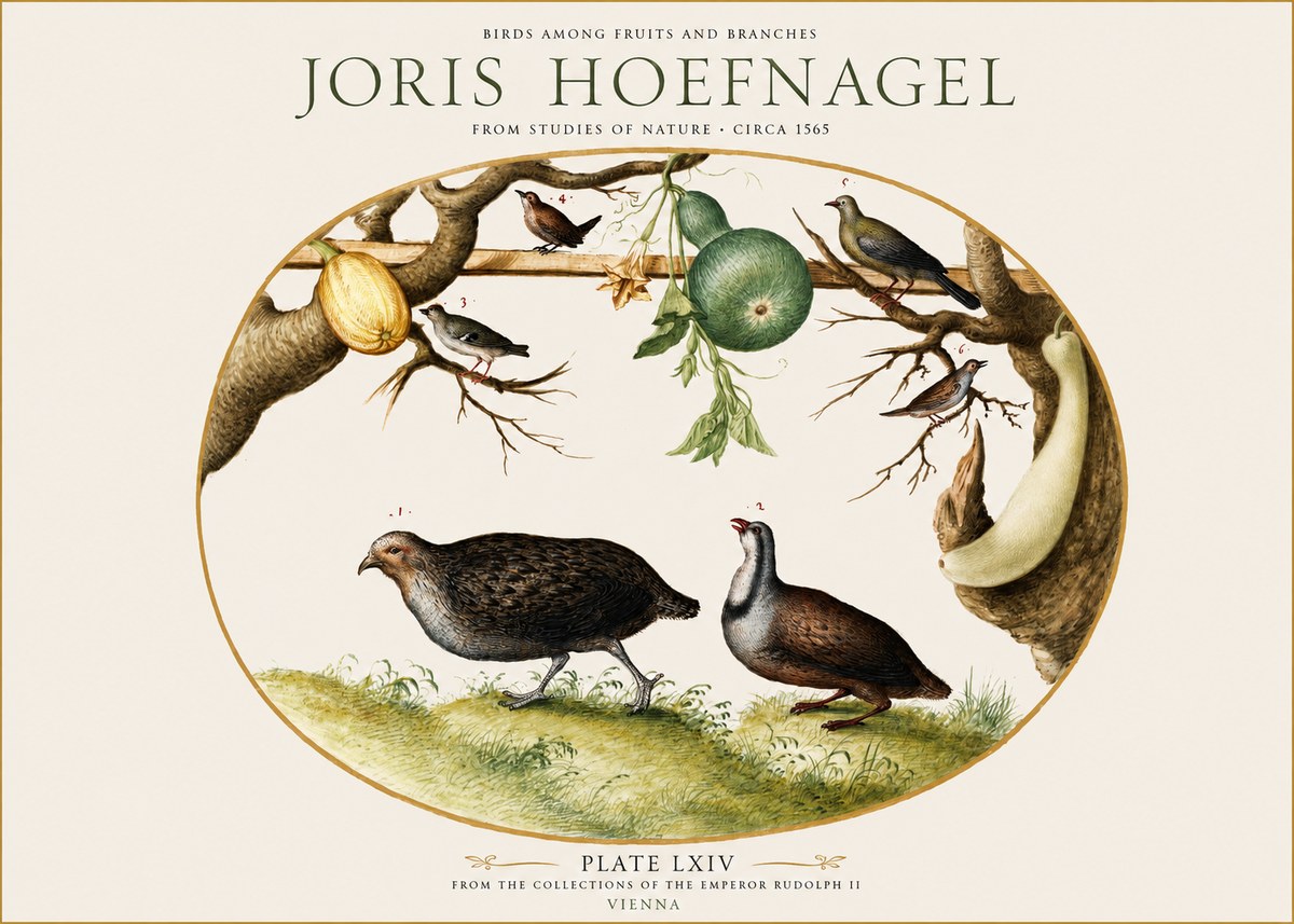 Joris Hoefnagel Birds Among Fruits and Branches No1 - Juliste