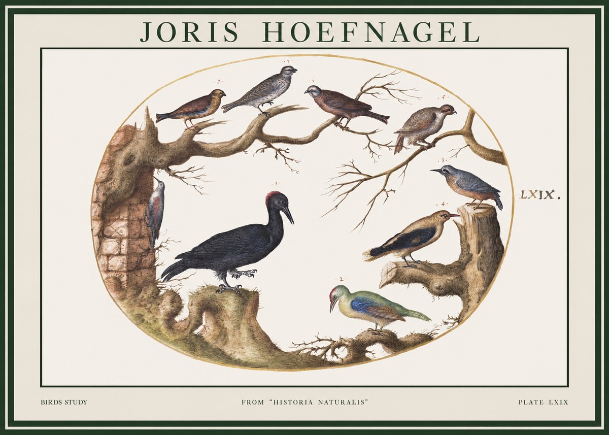 Joris Hoefnagel Birds in an Oval Frame No2 - Juliste