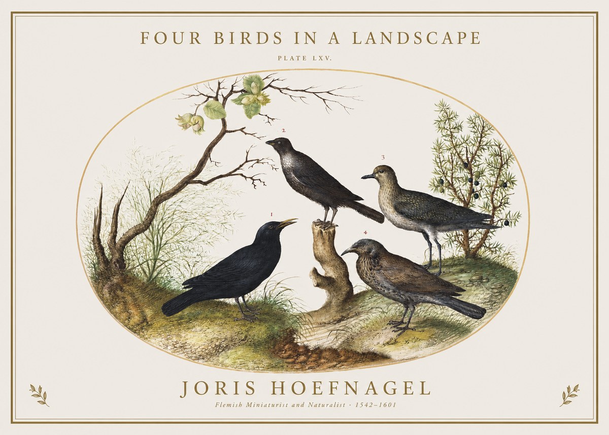 Joris Hoefnagel Four Birds in a Landscape No1 - Juliste