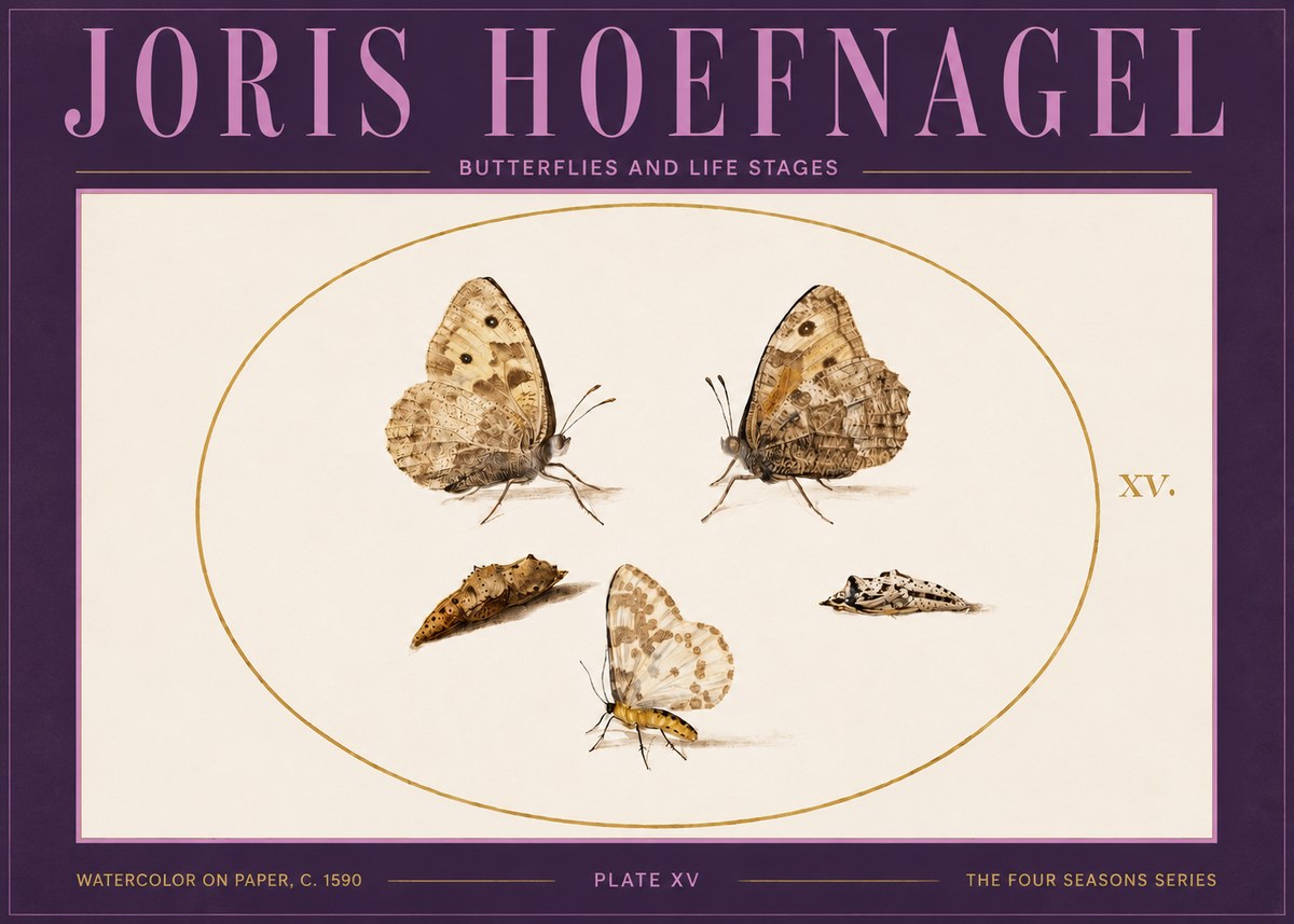 Joris Hoefnagel Butterflies and Life Stages - Plate Xv No4 - Juliste