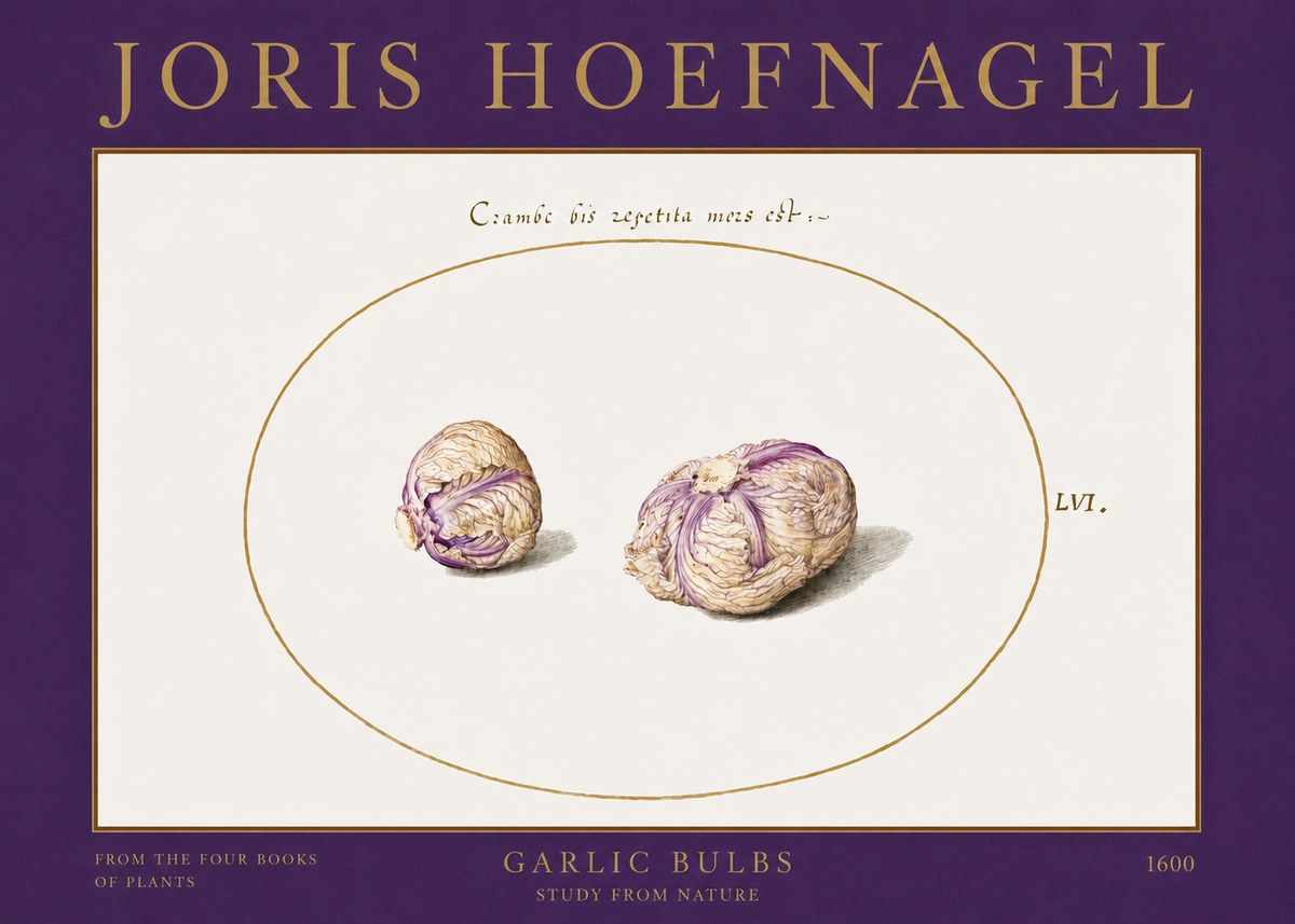 Joris Hoefnagel Garlic Bulbs Study from Nature No2 - Juliste