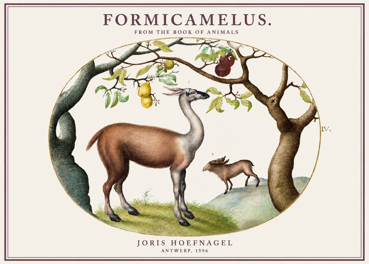 Joris Hoefnagel Formicamelus. No1 - Juliste