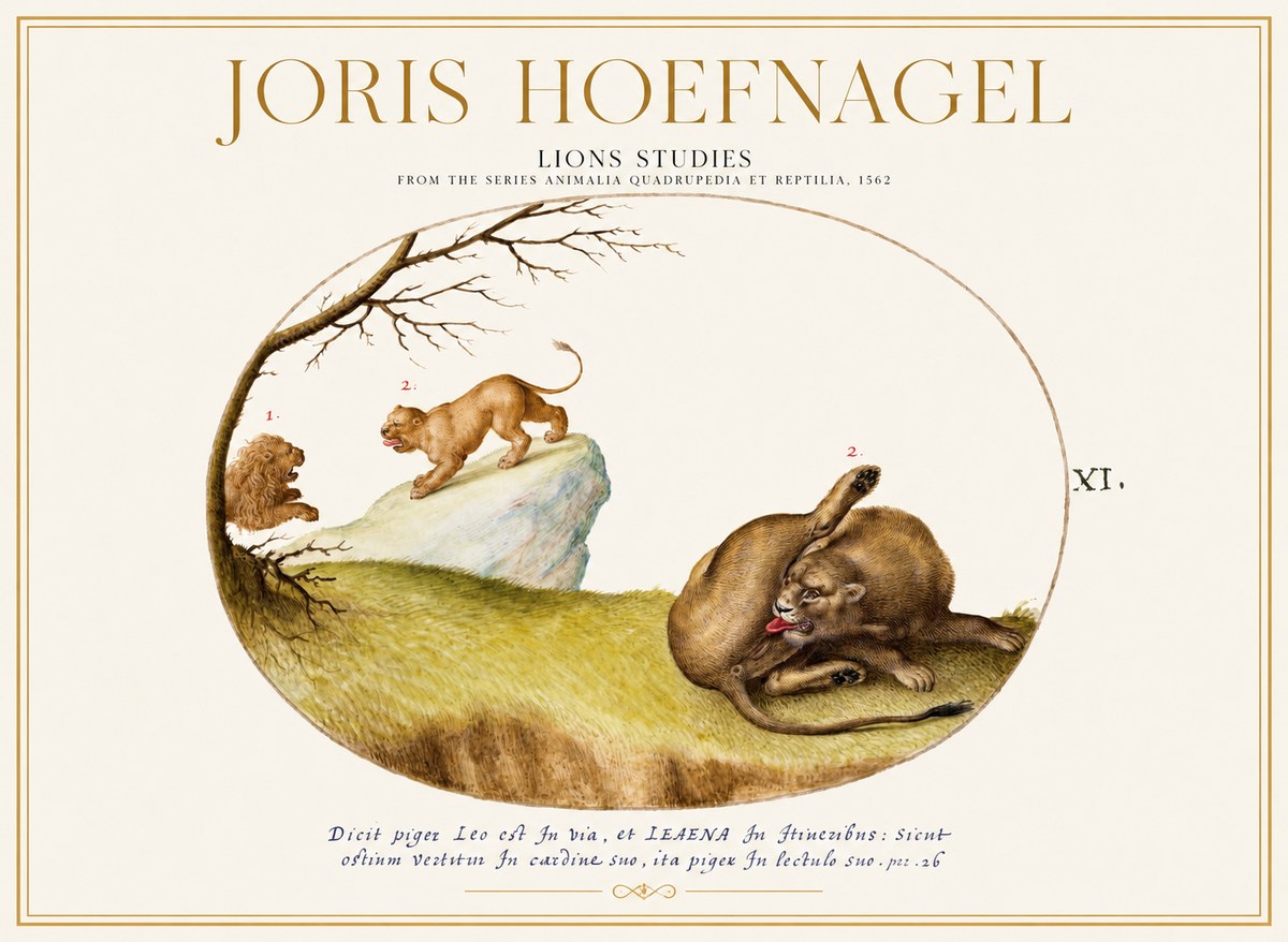 Joris Hoefnagel Lions Studies No1 - Juliste