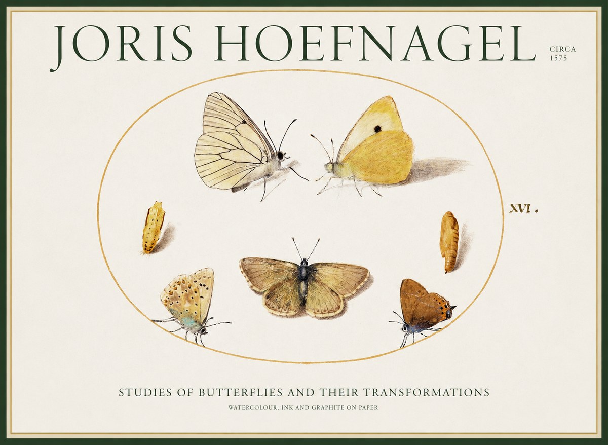 Joris Hoefnagel Studies of Butterflies and Their Transformations No1 - Juliste