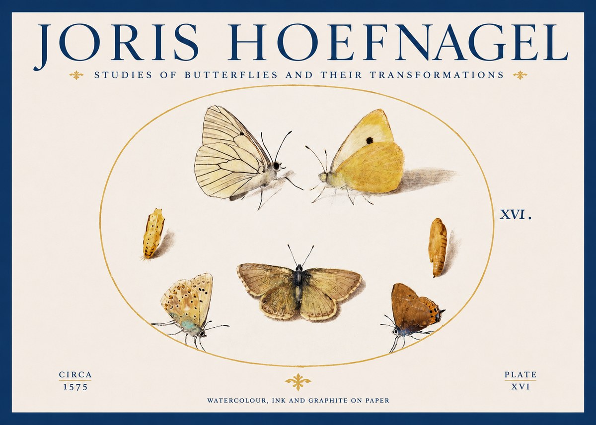 Joris Hoefnagel Studies of Butterflies and Their Transformations No2 - Juliste