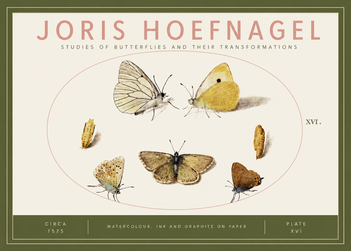 Joris Hoefnagel Studies of Butterflies and Their Transformations No3 - Juliste
