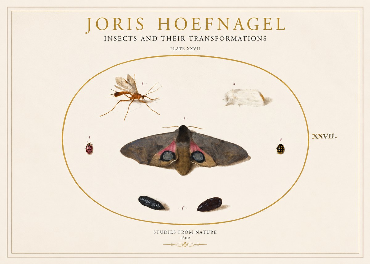 Joris Hoefnagel Insects and Their Transformations - Plate Xxvii No1 - Juliste