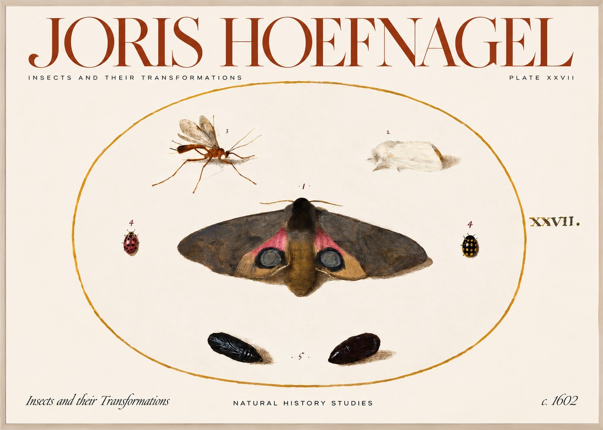Joris Hoefnagel Insects and Their Transformations - Plate Xxvii No2 - Juliste