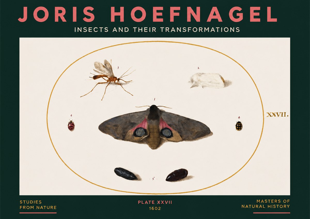 Joris Hoefnagel Insects and Their Transformations - Plate Xxvii No3 - Juliste