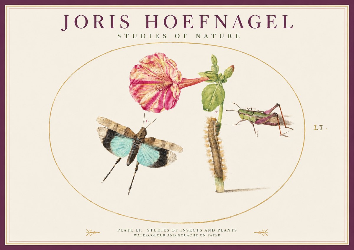 Joris Hoefnagel Plate L1. Studies of Insects and Plants No1 - Juliste