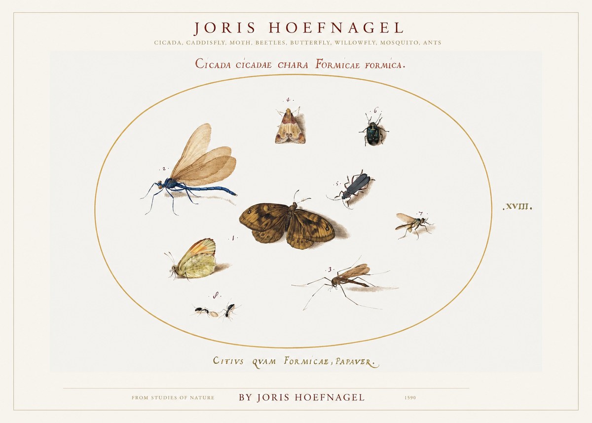 Joris Hoefnagel Cicada Cicadae Chara Formicae Formica. No1 - Juliste