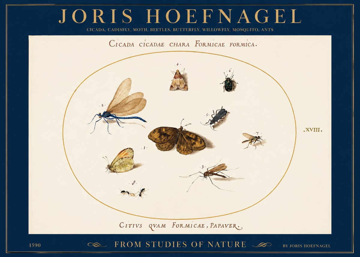 Joris Hoefnagel Cicada Cicadae Chara Formicae Formica. No2 - Juliste