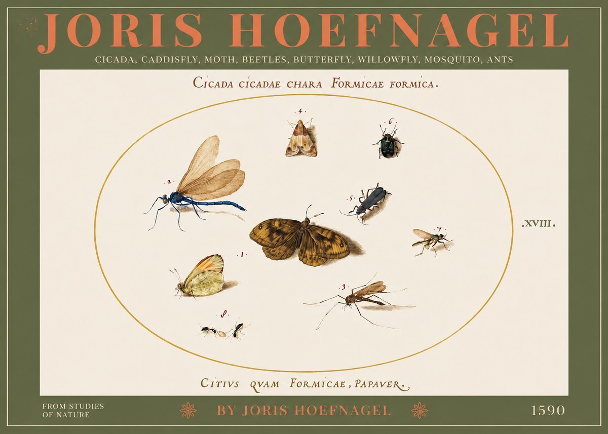 Joris Hoefnagel Cicada Cicadae Chara Formicae Formica. No3 - Juliste
