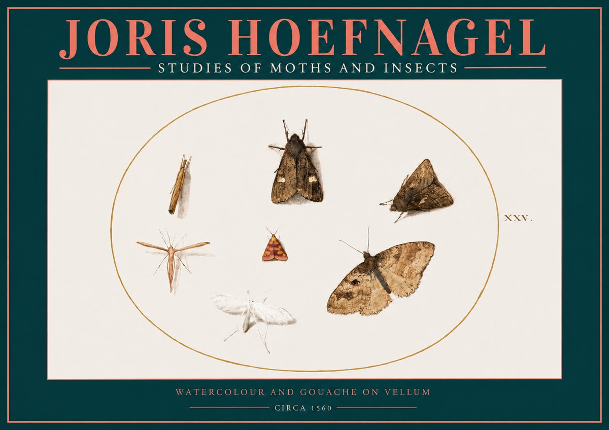 Joris Hoefnagel Studies of Moths and Insects - Xxv. No2 - Juliste