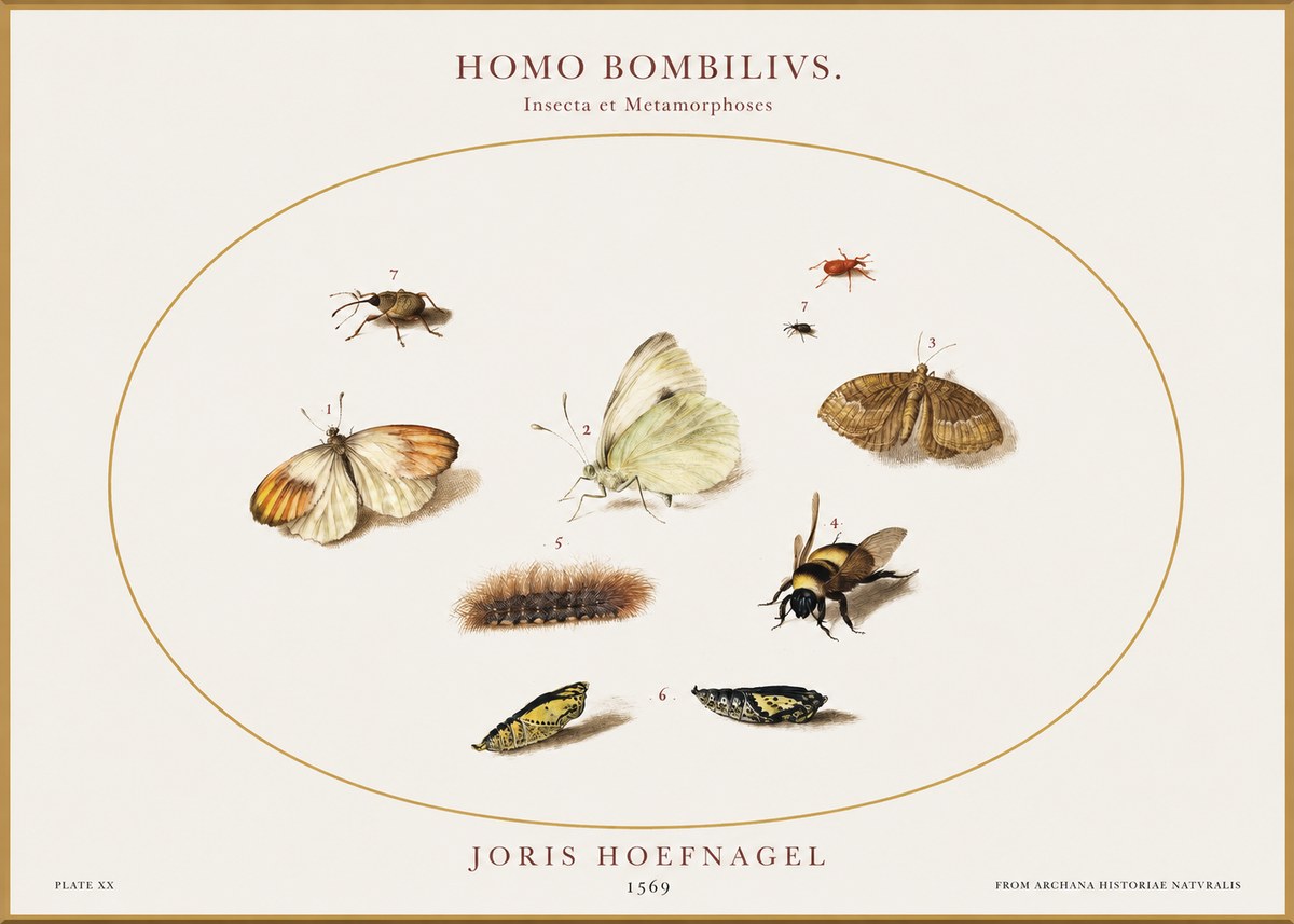 Joris Hoefnagel Homo Bombilivs. Insecta Et Metamorphoses No1 - Juliste