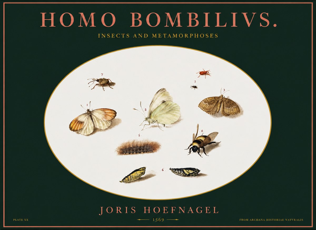 Joris Hoefnagel Homo Bombilivs. Insecta Et Metamorphoses No2 - Juliste