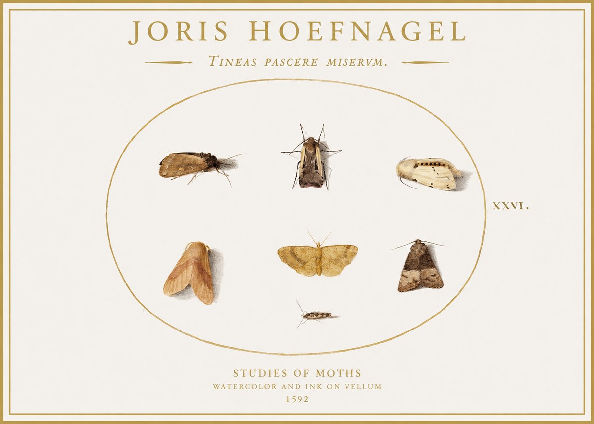 Joris Hoefnagel Studies of Moths II No1 - Juliste