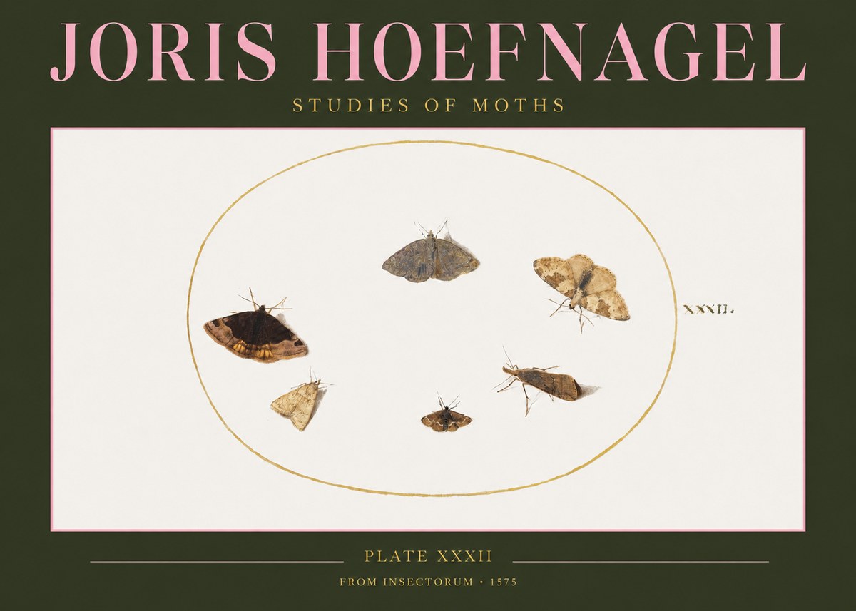 Joris Hoefnagel Studies of Moths III No2 - Juliste