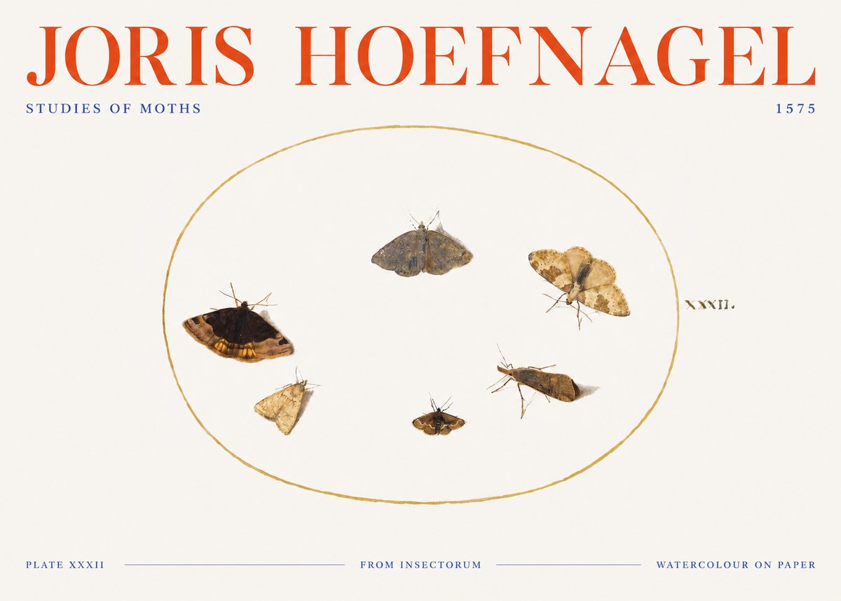Joris Hoefnagel Studies of Moths III No3 - Juliste