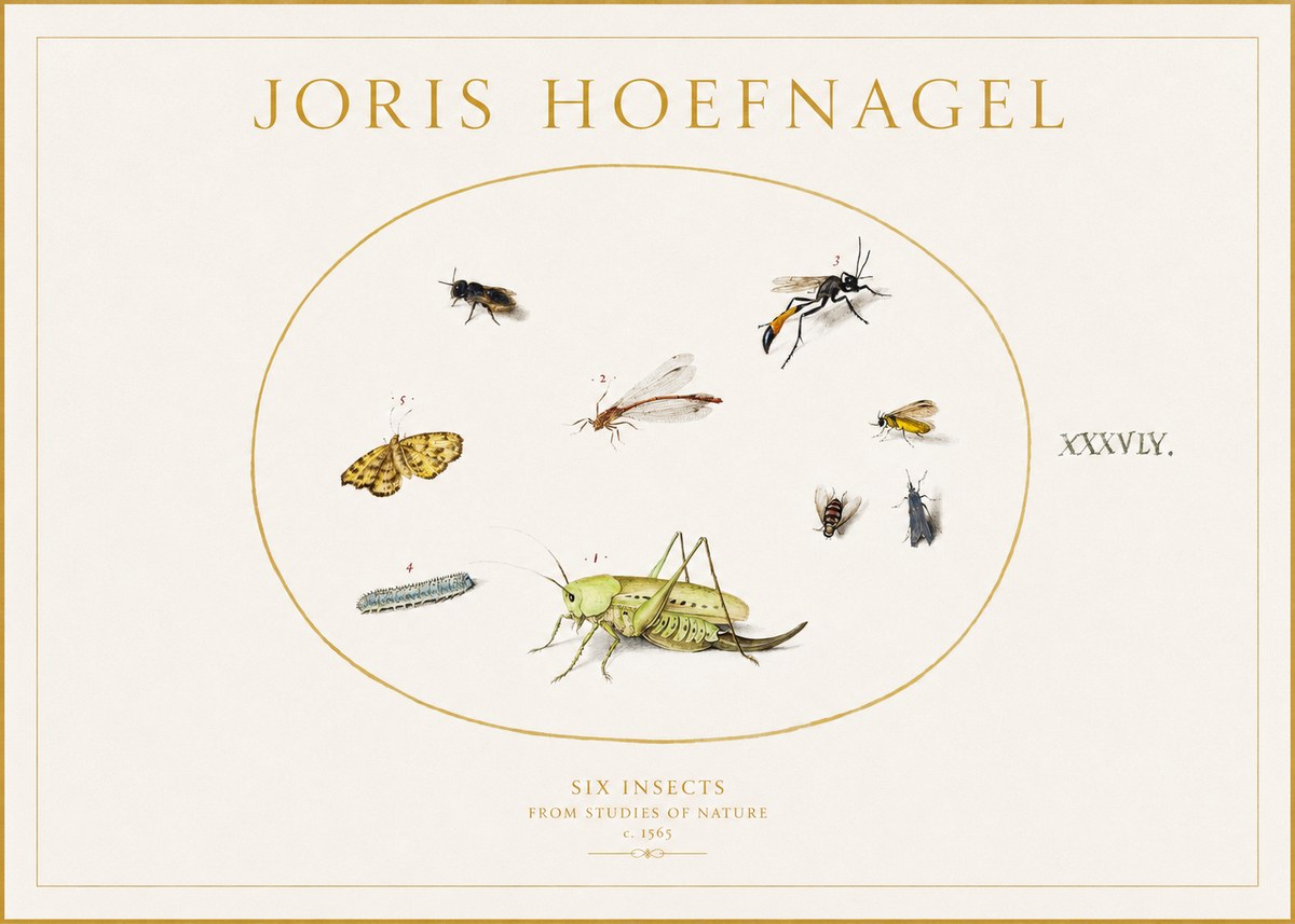 Joris Hoefnagel Six Insects from Studies of Nature C. 1565 No1 - Juliste
