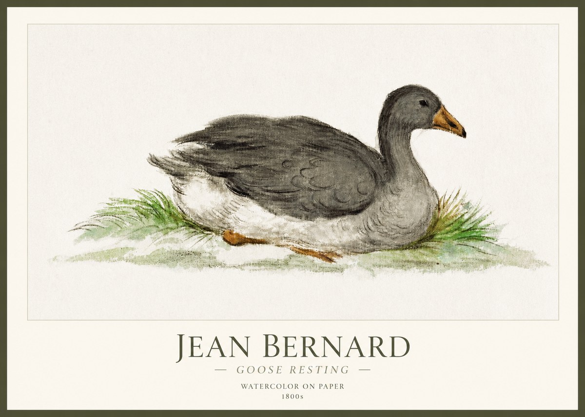 Jean Bernard Goose Resting No1 - Juliste