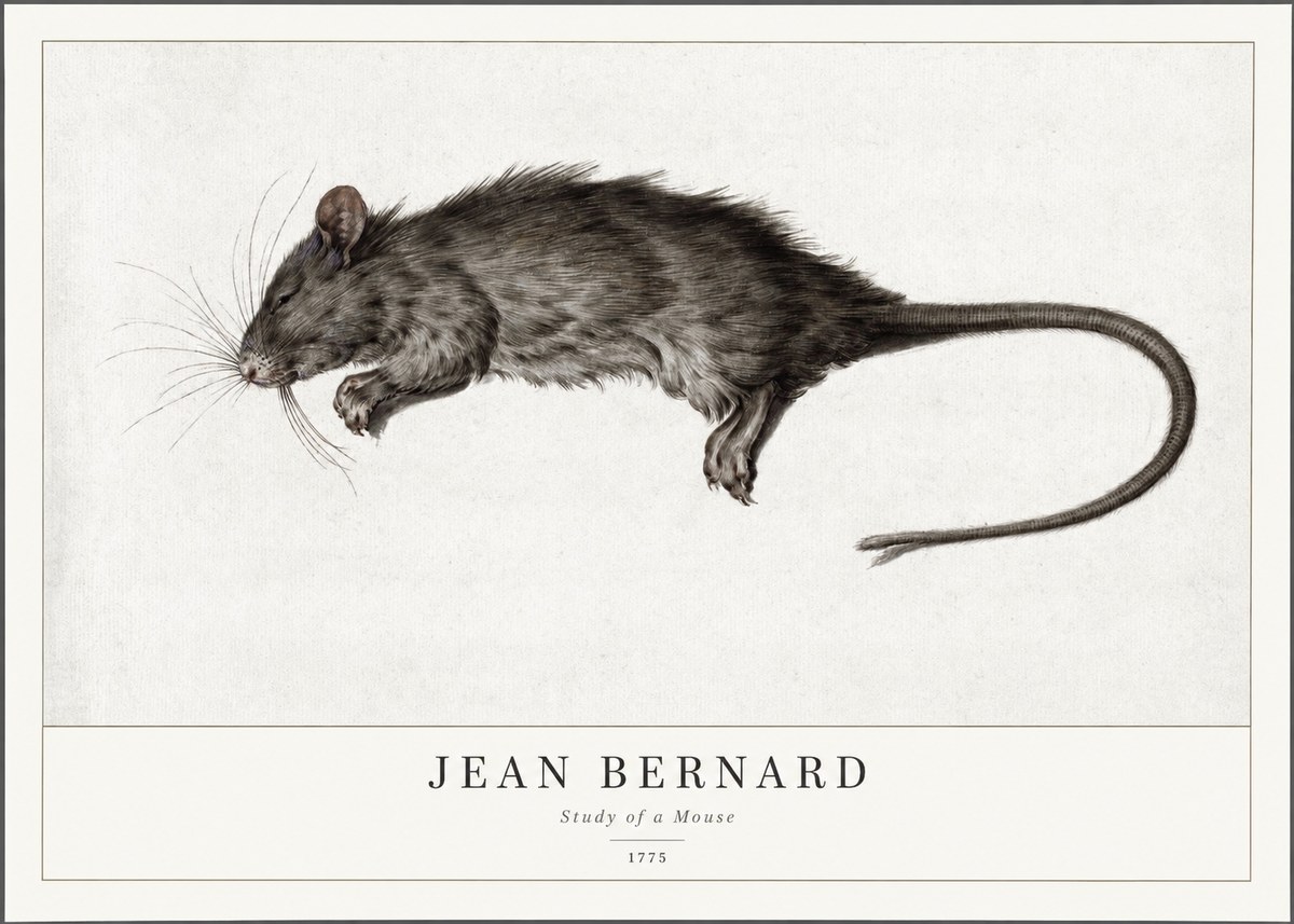 Jean Bernard Study of a Mouse II No1 - Juliste