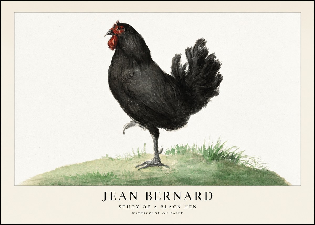 Jean Bernard Study of a Black Hen No1 - Juliste