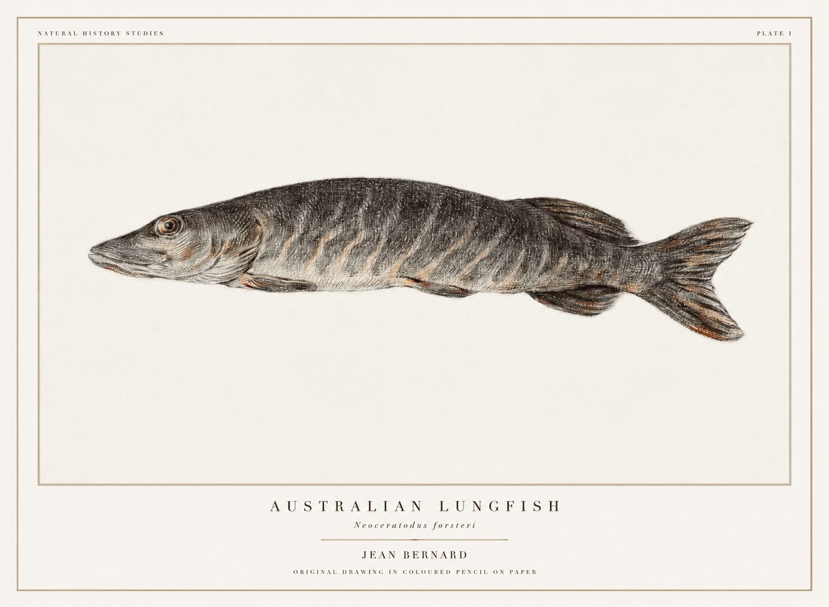 Jean Bernard Australian Lungfish No1 - Juliste