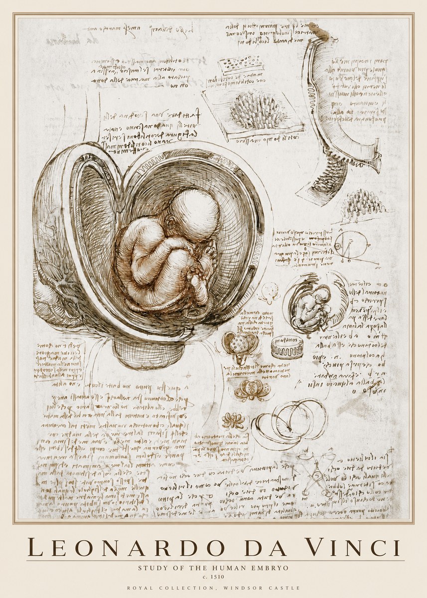 Leonardo da Vinci Studies of the Fetus in the Womb No4 - Juliste