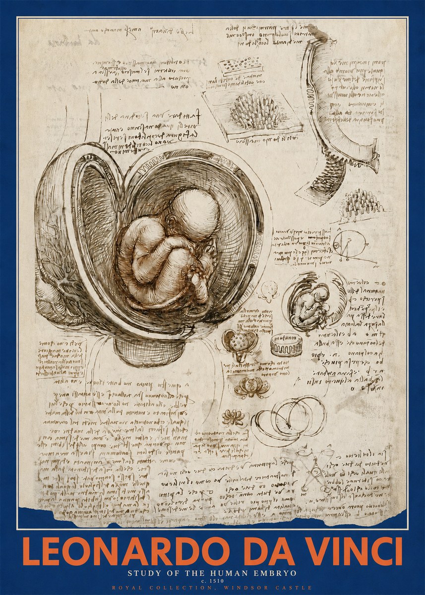 Leonardo da Vinci Studies of the Fetus in the Womb No5 - Juliste