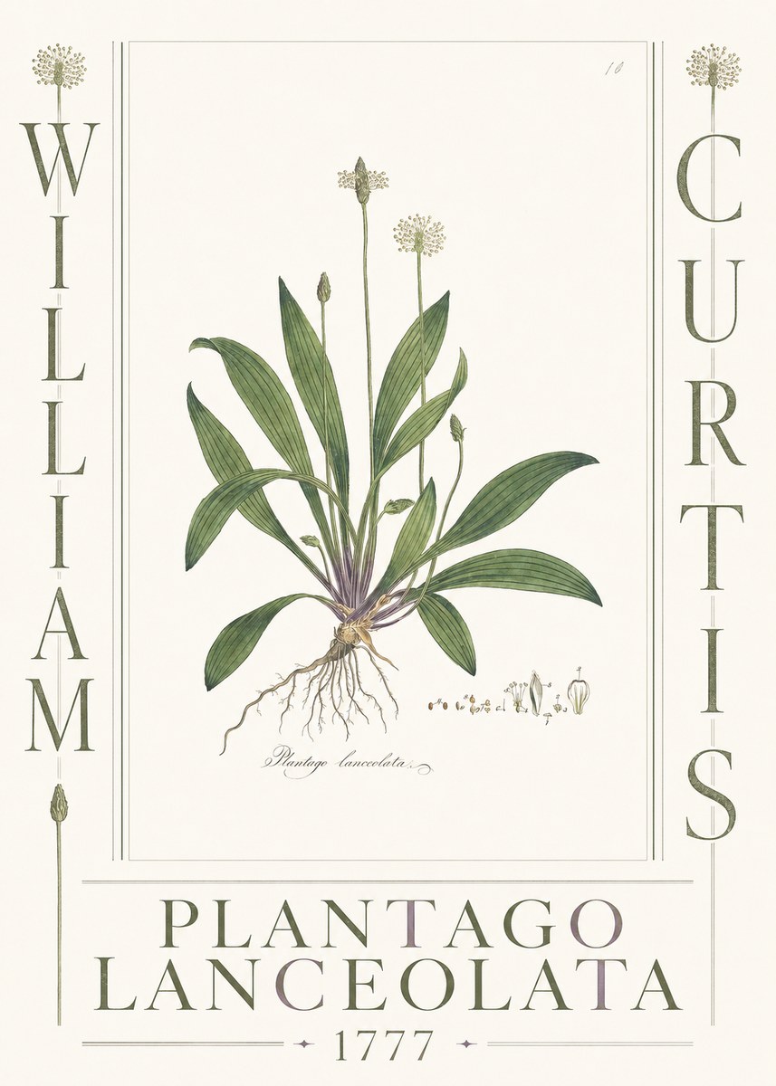 William Curtis Plantago Lanceolata II No3 - Juliste