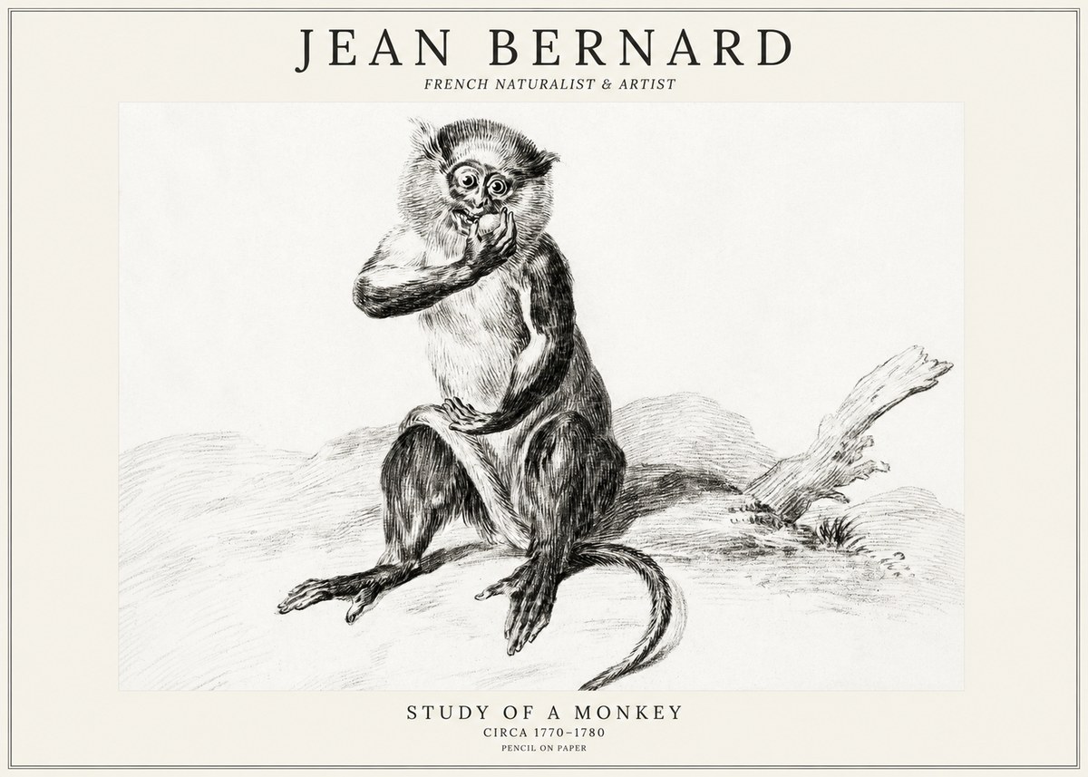 Jean Bernard Study of a Monkey No3 - Juliste
