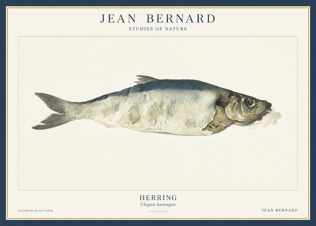 Jean Bernard Herring No3 - Juliste