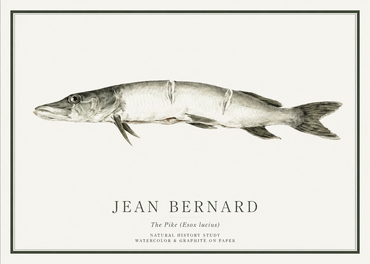 Jean Bernard Study of a Fish II No6 - Juliste