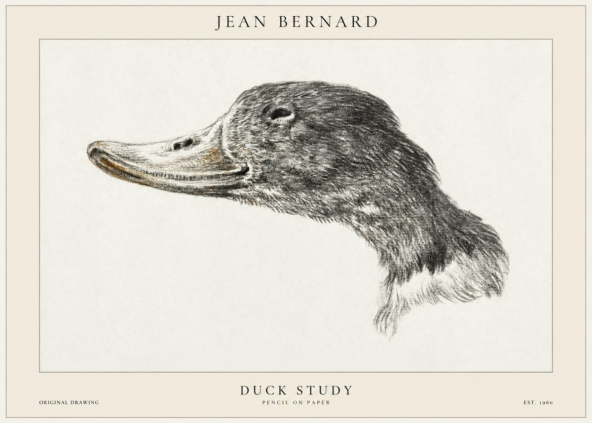 Jean Bernard Study of a Duck No2 - Juliste