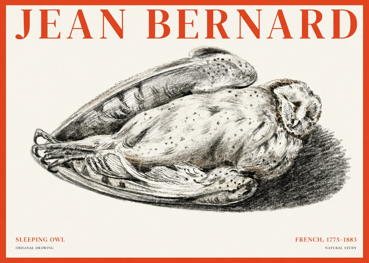 Jean Bernard Sleeping Owl No1 - Juliste