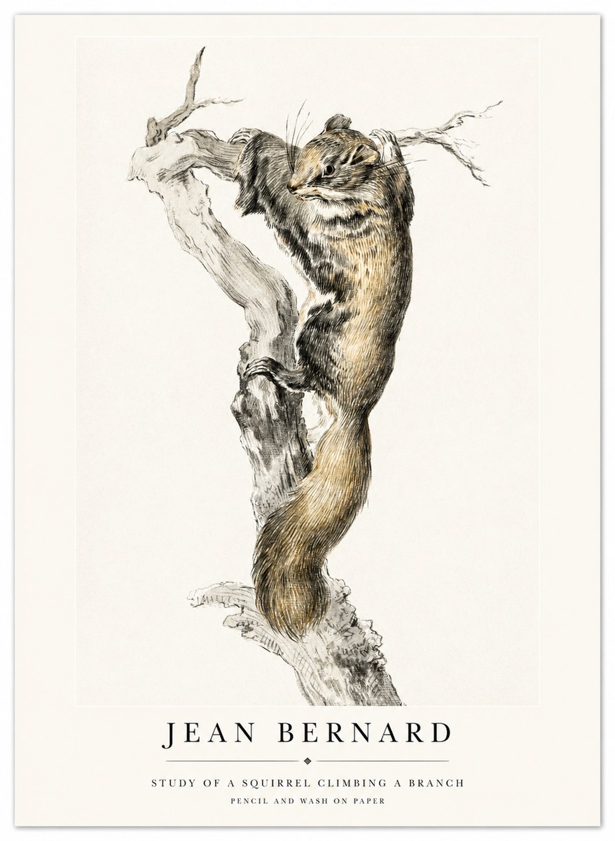 Jean Bernard Study of a Squirrel Climbing a Branch No1 - Juliste