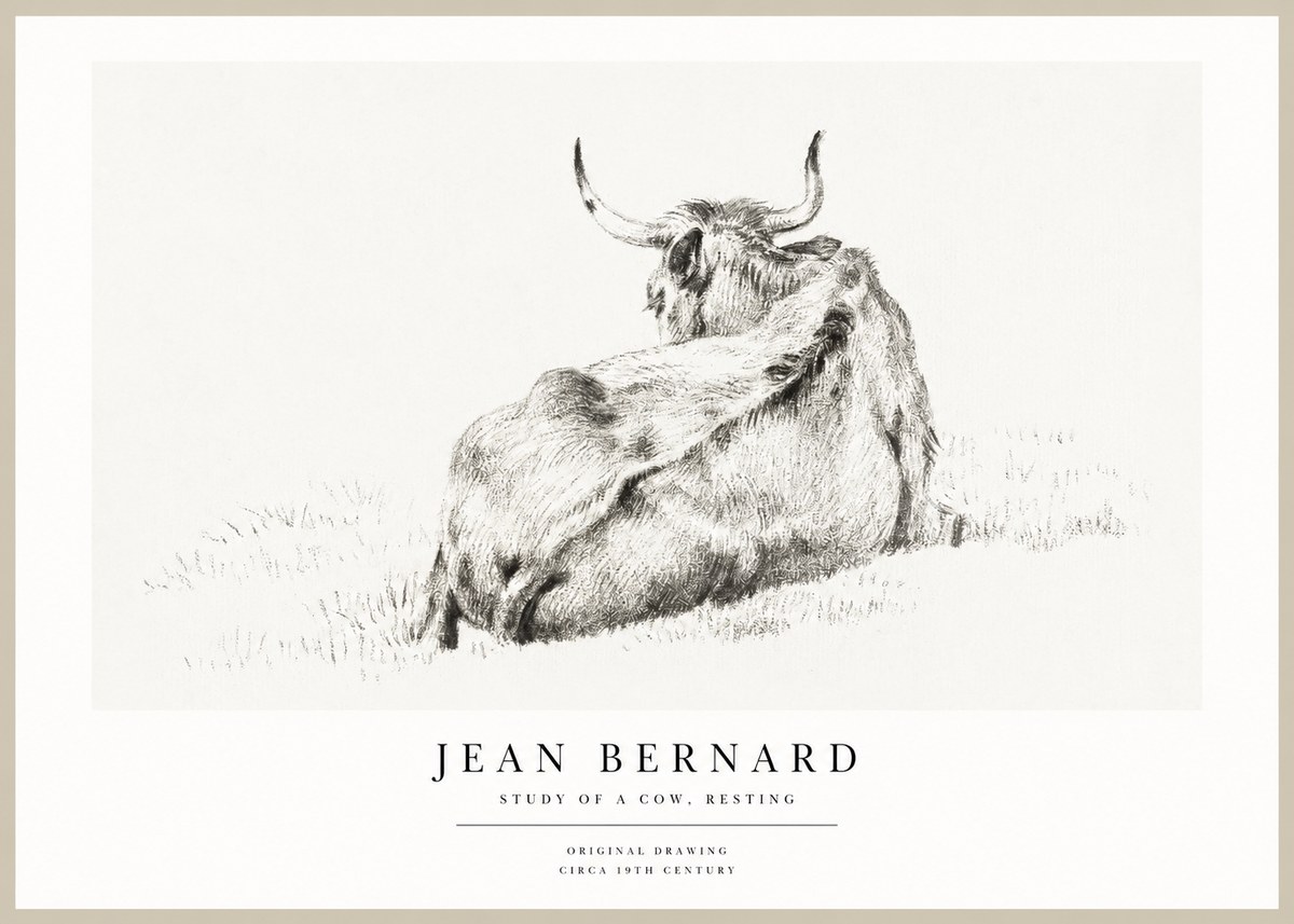 Jean Bernard Resting Bovine - Study in Graphite No2 - Juliste