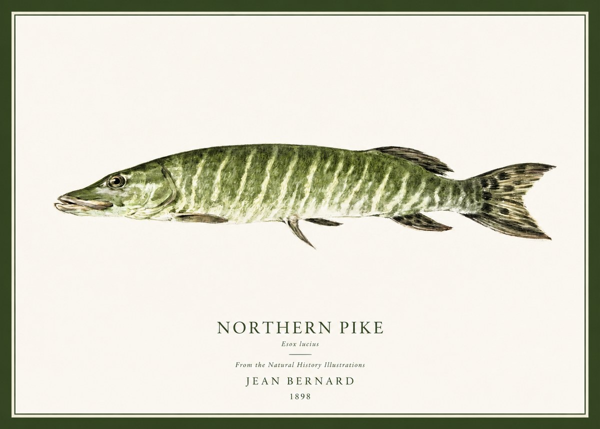 Jean Bernard Northern Pike No1 - Juliste