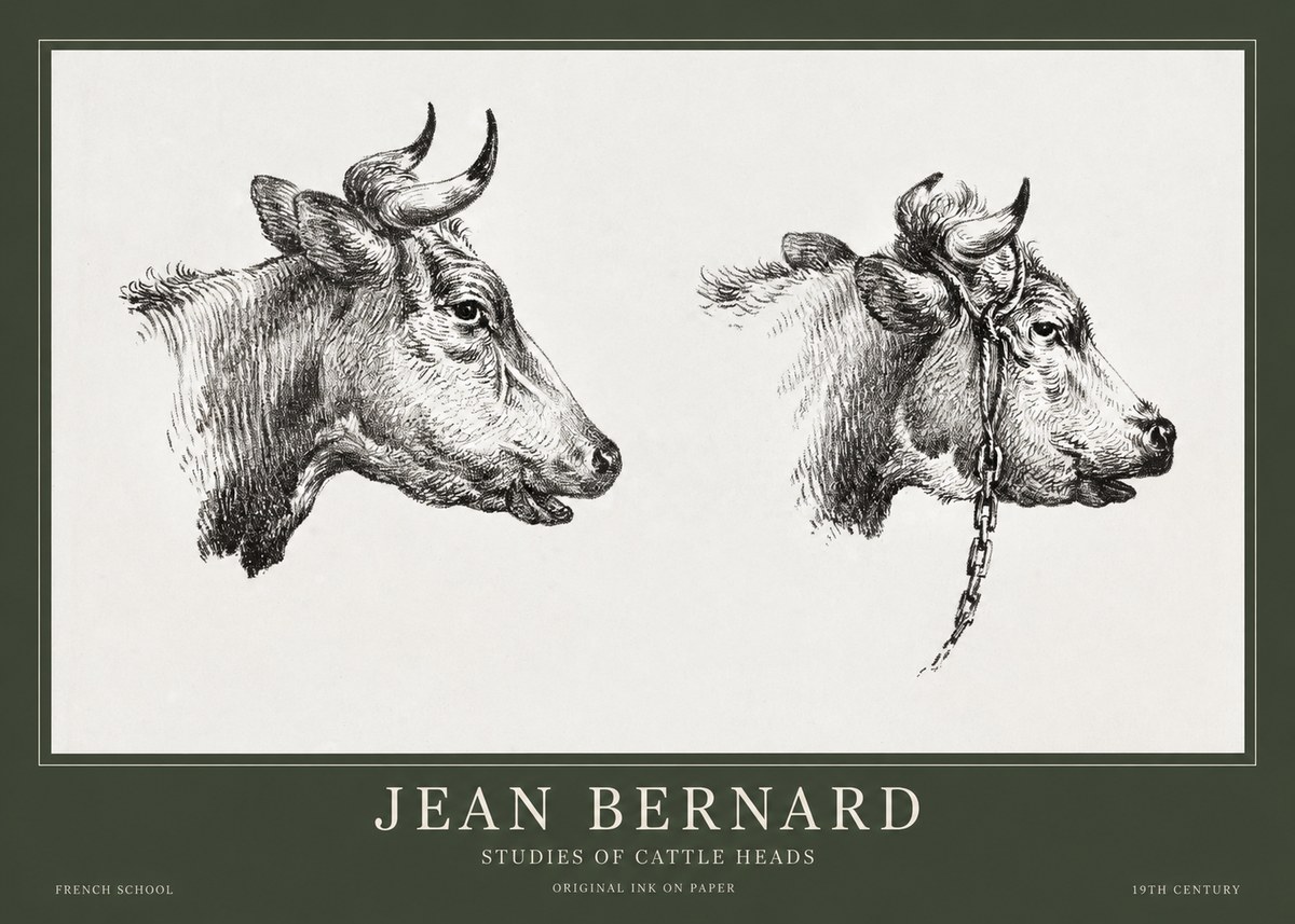 Jean Bernard Studies of Cattle Heads No1 - Juliste