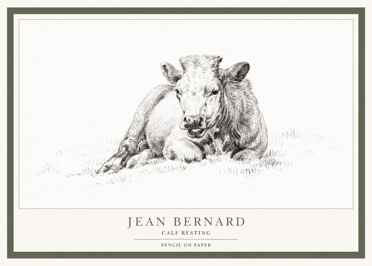 Jean Bernard Calf Resting No1 - Juliste