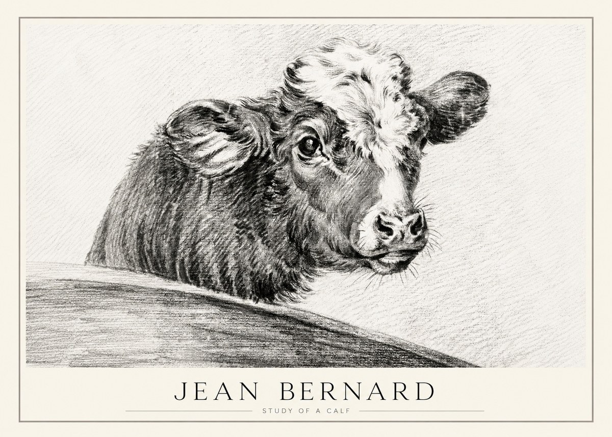 Jean Bernard Study of a Calf II No1 - Juliste