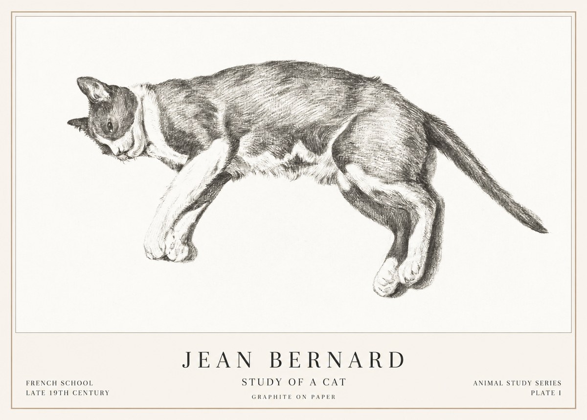 Jean Bernard Cat Study VII No3 - Juliste