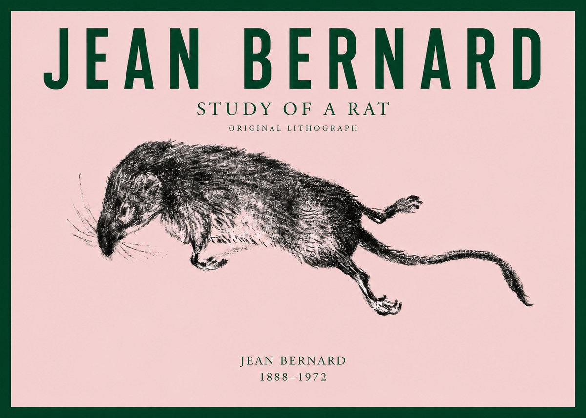 Jean Bernard Study of a Rat II No3 - Juliste