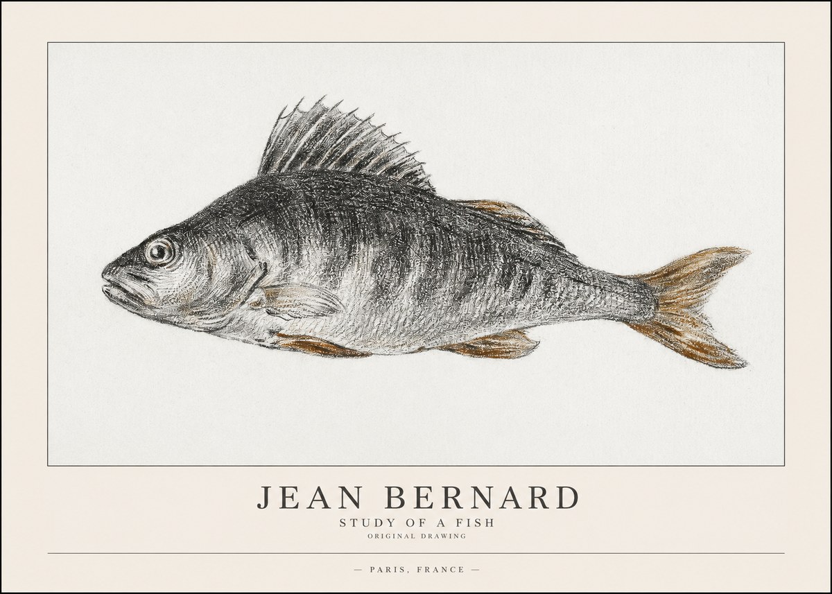 Jean Bernard Study of a Fish IV No1 - Juliste